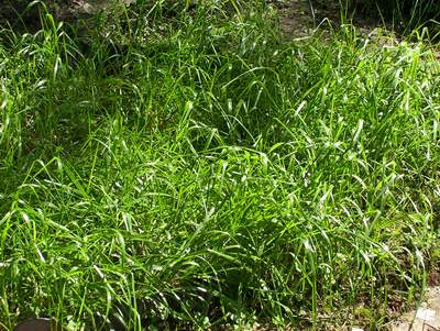 Erba dolce (Sweet grass - Hierochloe odorata)