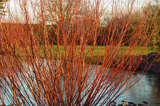 Salice rosso (red willow)